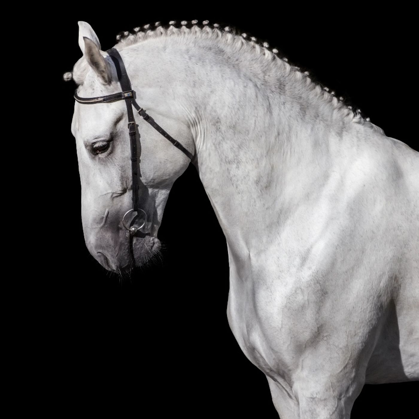 Il cavallo bianco di Ciro il Grande episode artwork