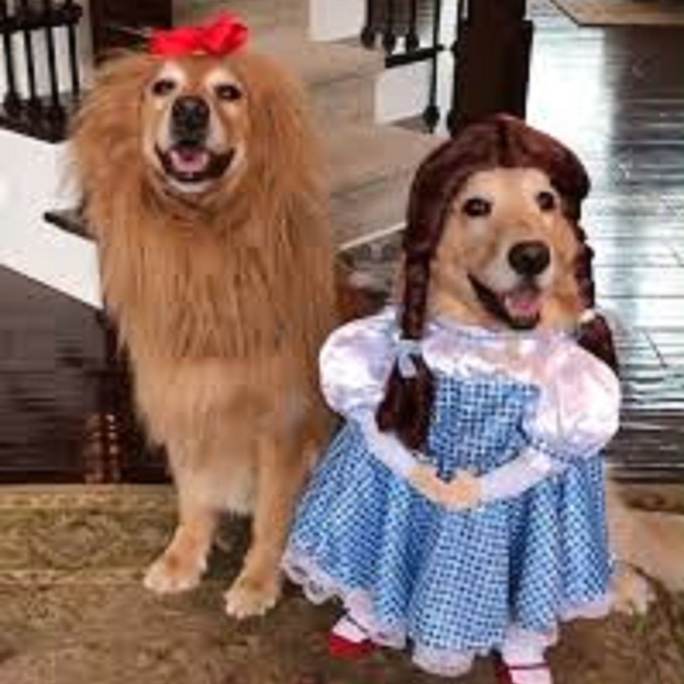 The Wizard of Paws