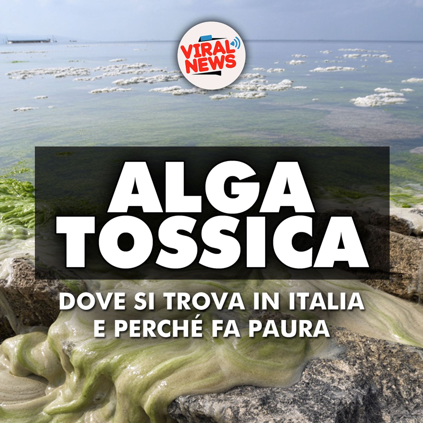 ALLARME ALGA TOSSICA IN ITALIA: dove si trova e perché fa paura