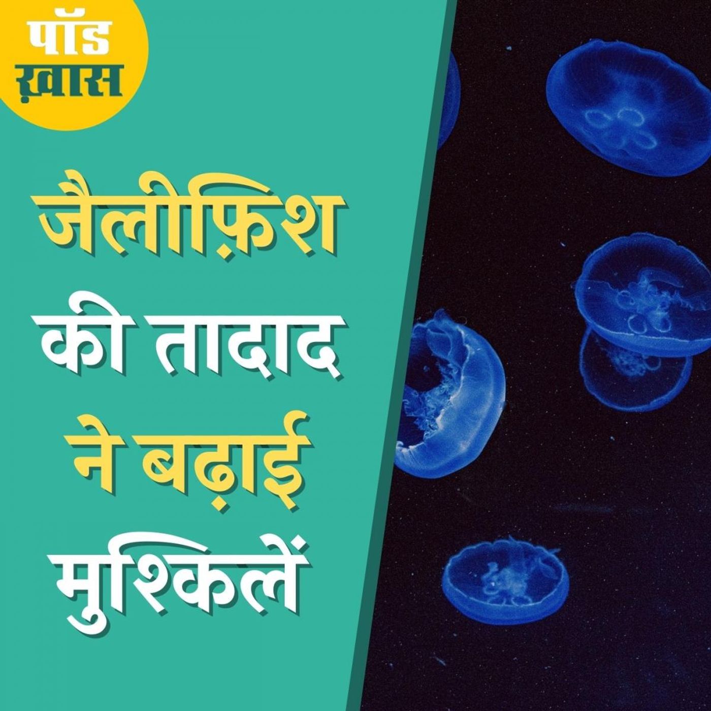 महाराष्ट्र-गोवा के तटों पर क्यों बढ़ रहीं हैं जैलीफ़िश जिनसे परेशान हैं लोग? : पॉड ख़ास, Ep 627 episode artwork