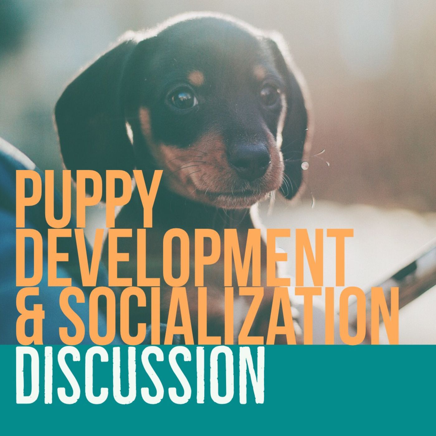 Puppy Development & Socialization