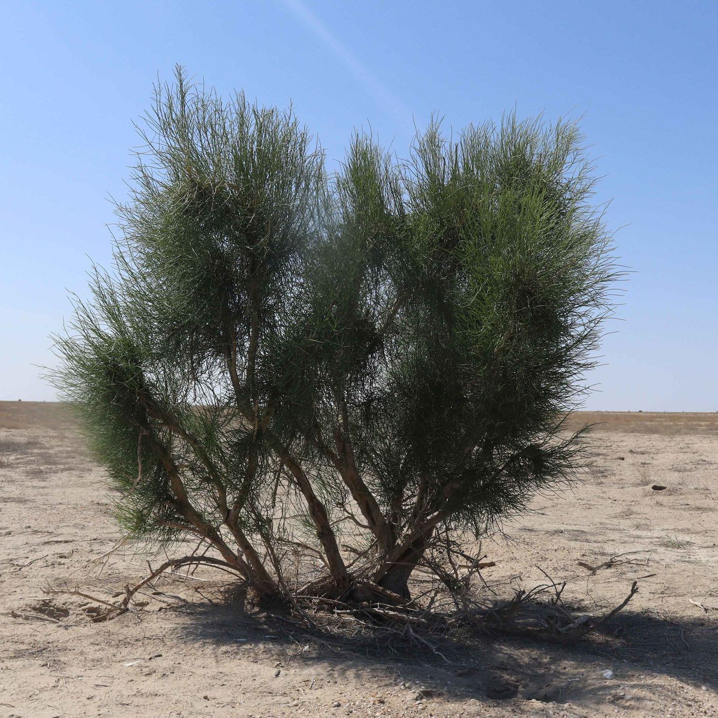 ONU marca Dia Mundial de Combate à Desertificação e à Seca episode artwork