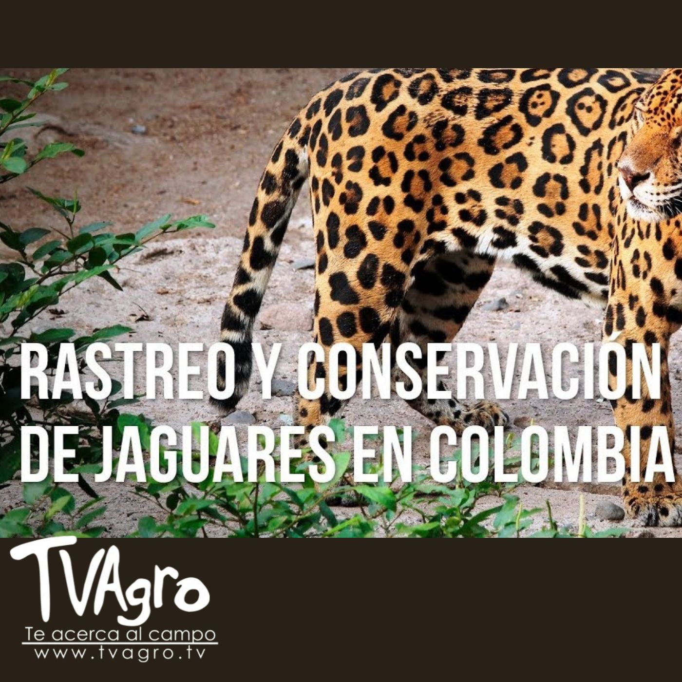 TV AGRO