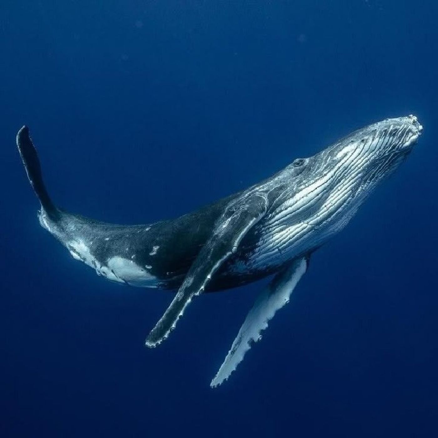 El reto de la ballena azul episode artwork