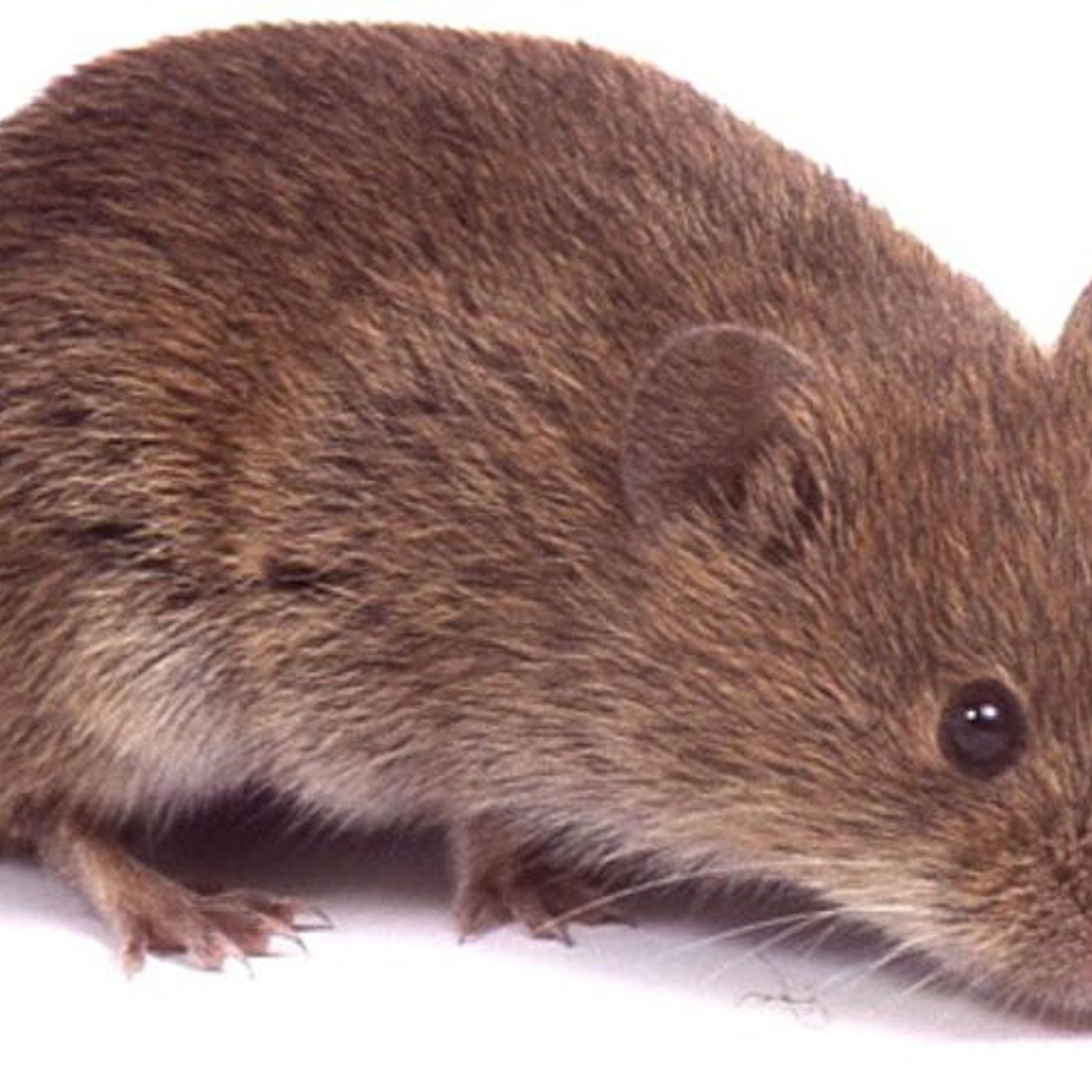 Down the Garden Path: What to know about voles in the home landscape episode artwork