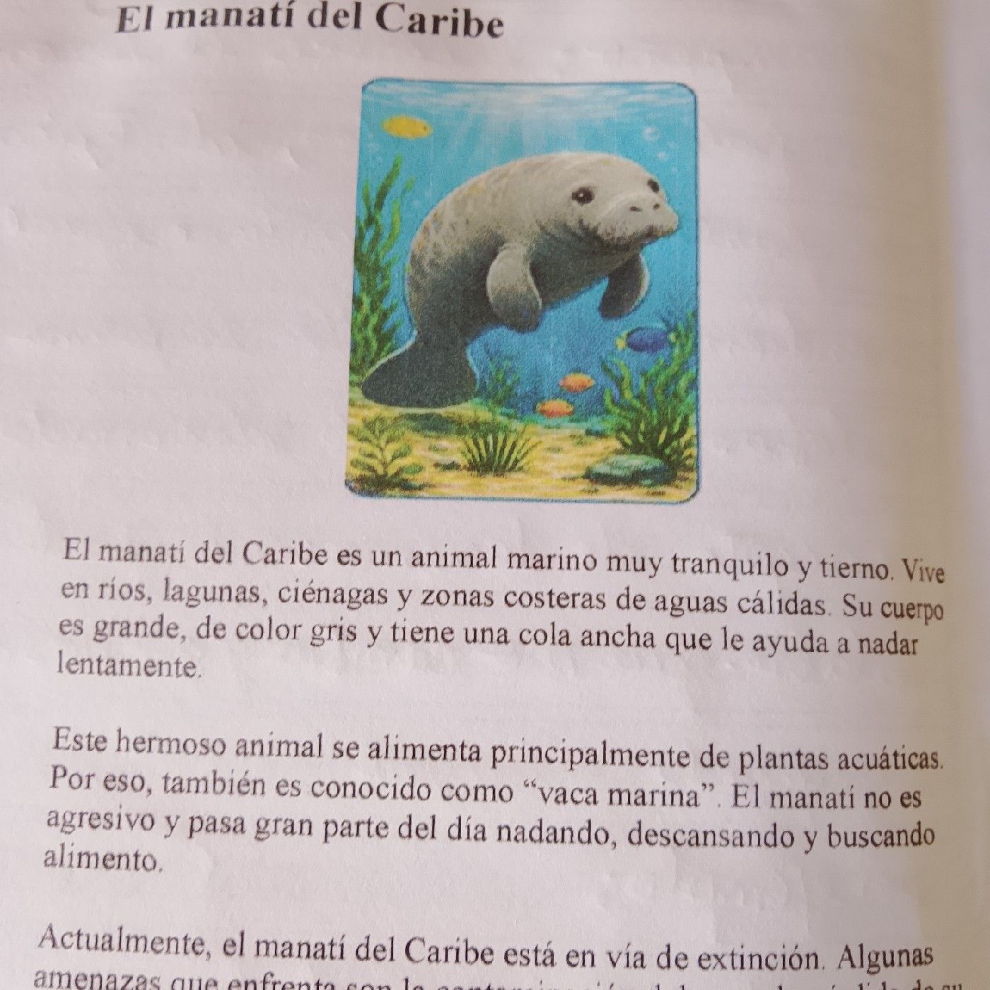 El Manatí del caribe