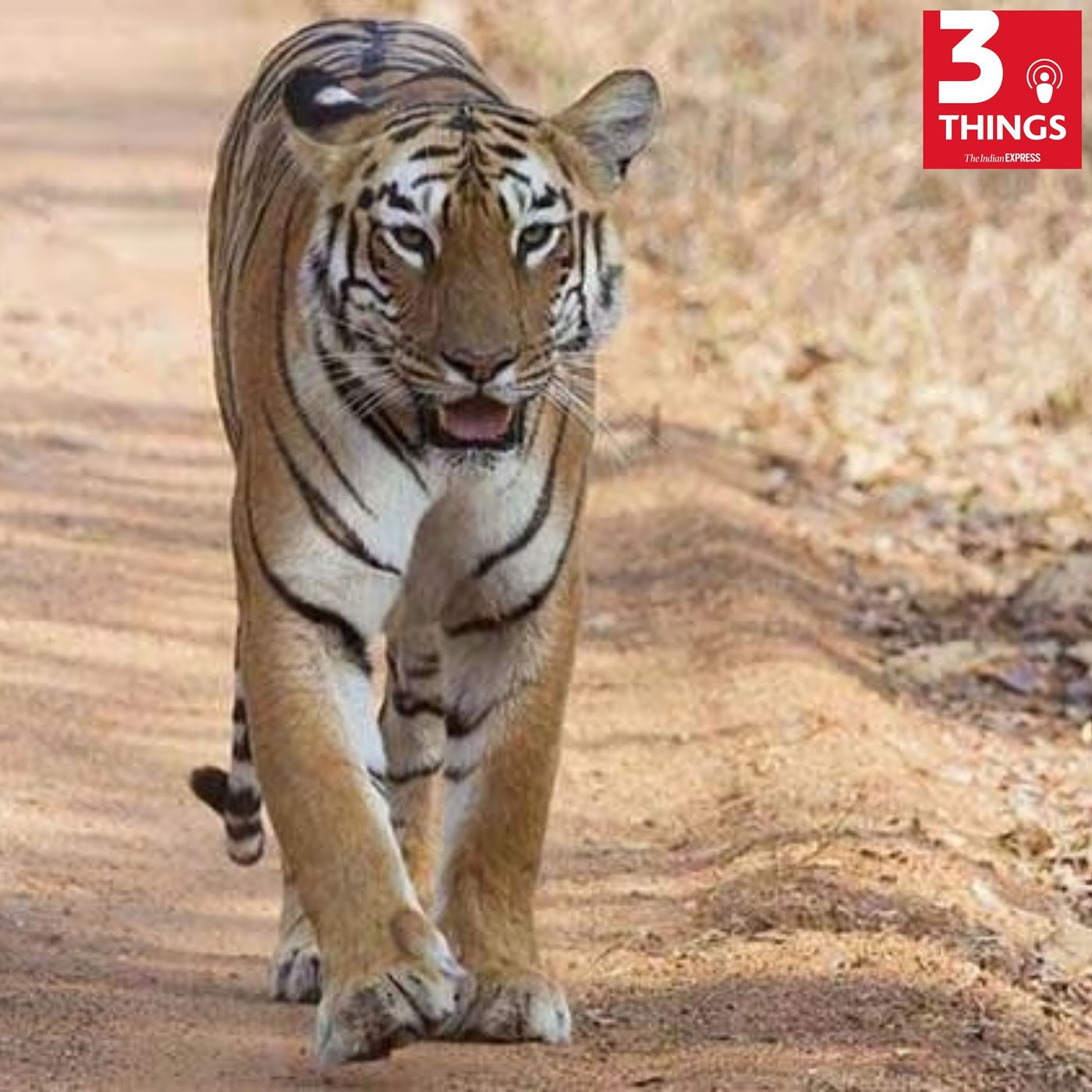 Dangers of treating tigers like pets, an unusual summer, and a literary win for India