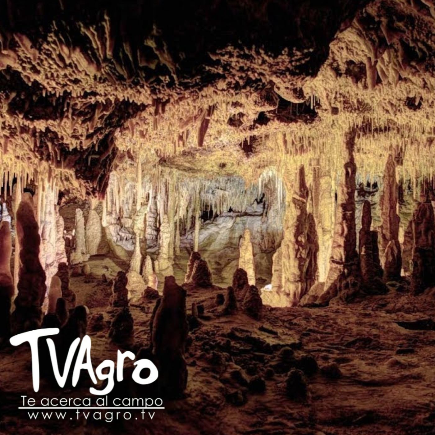 TV AGRO