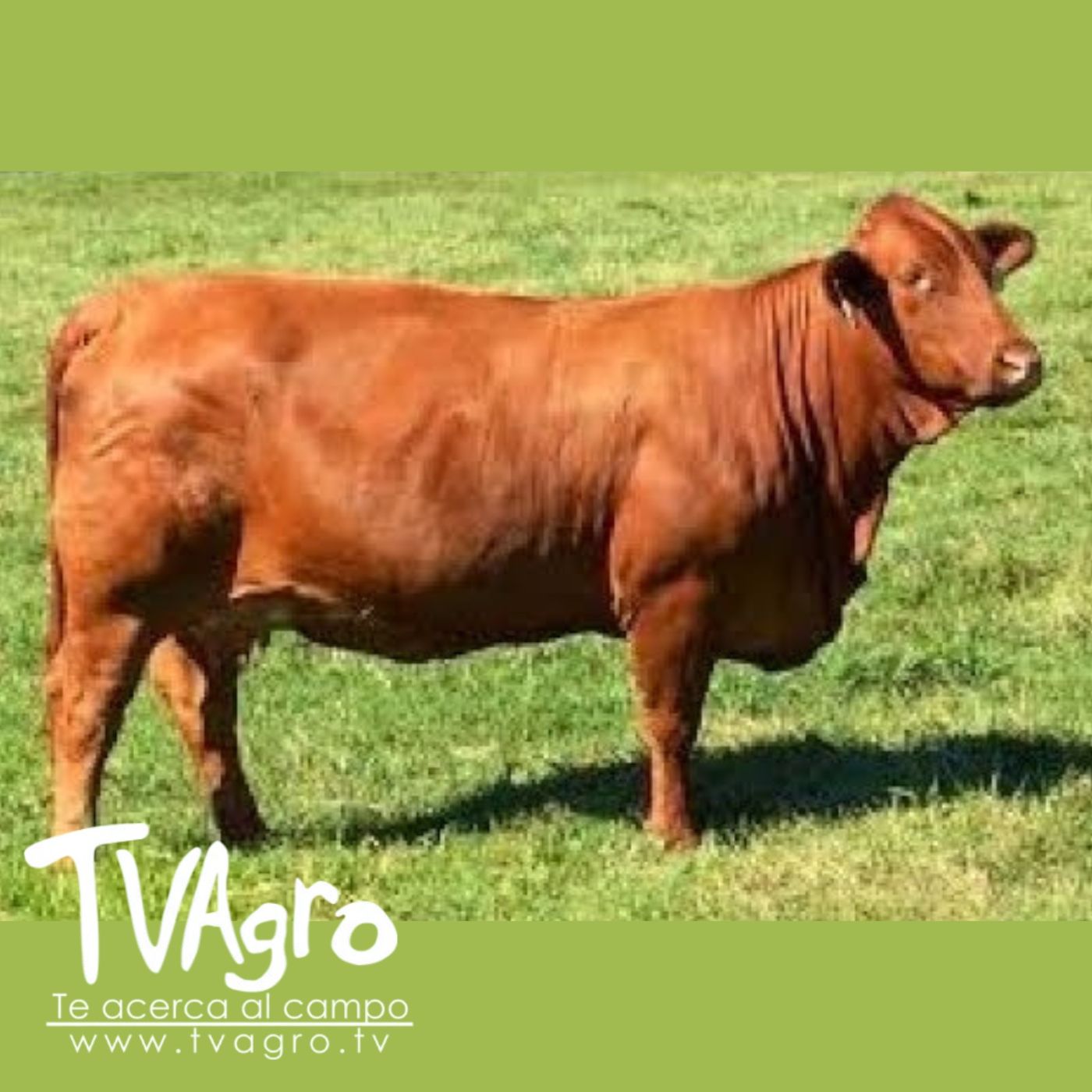 TV AGRO