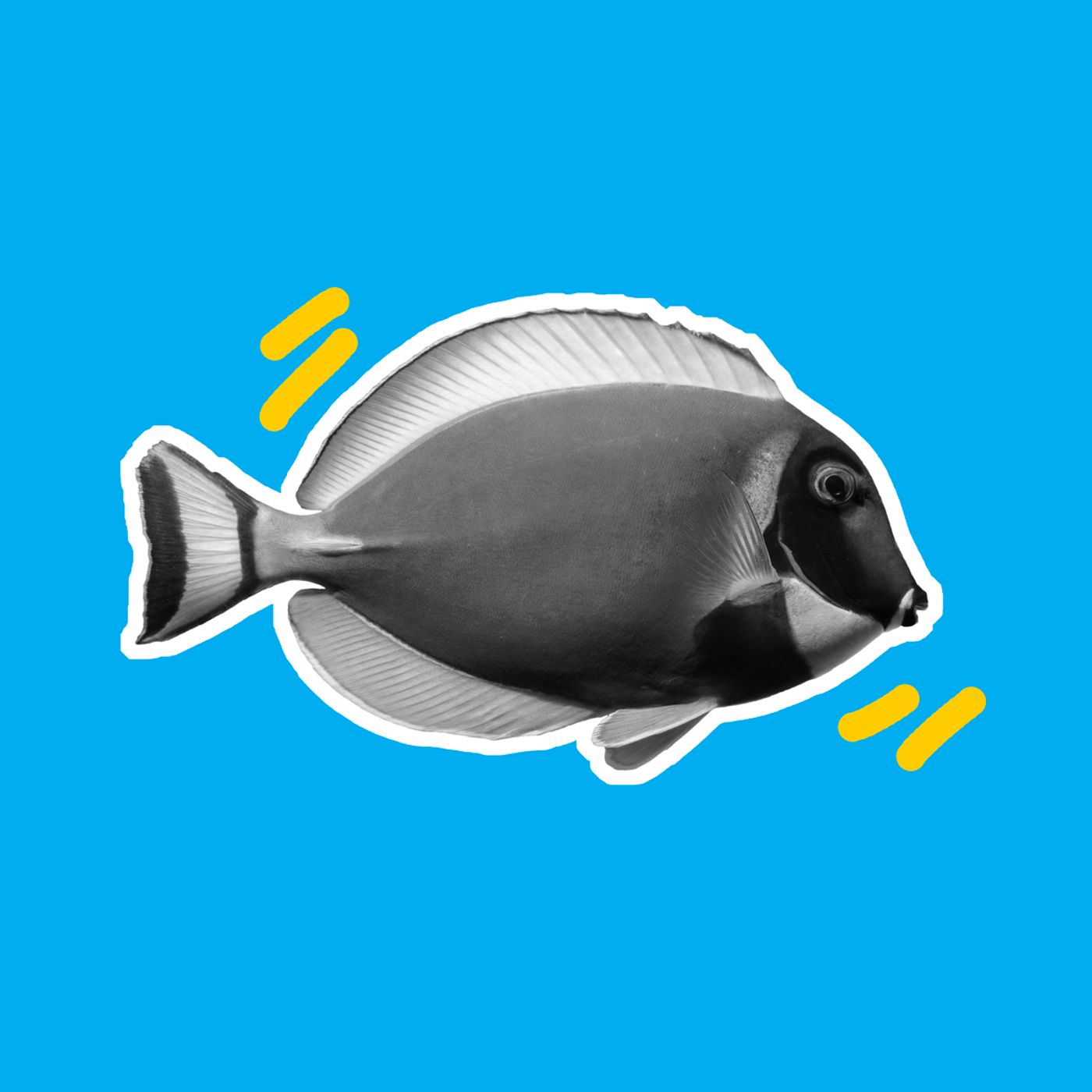 Ma lo sai che pesci pigliare?