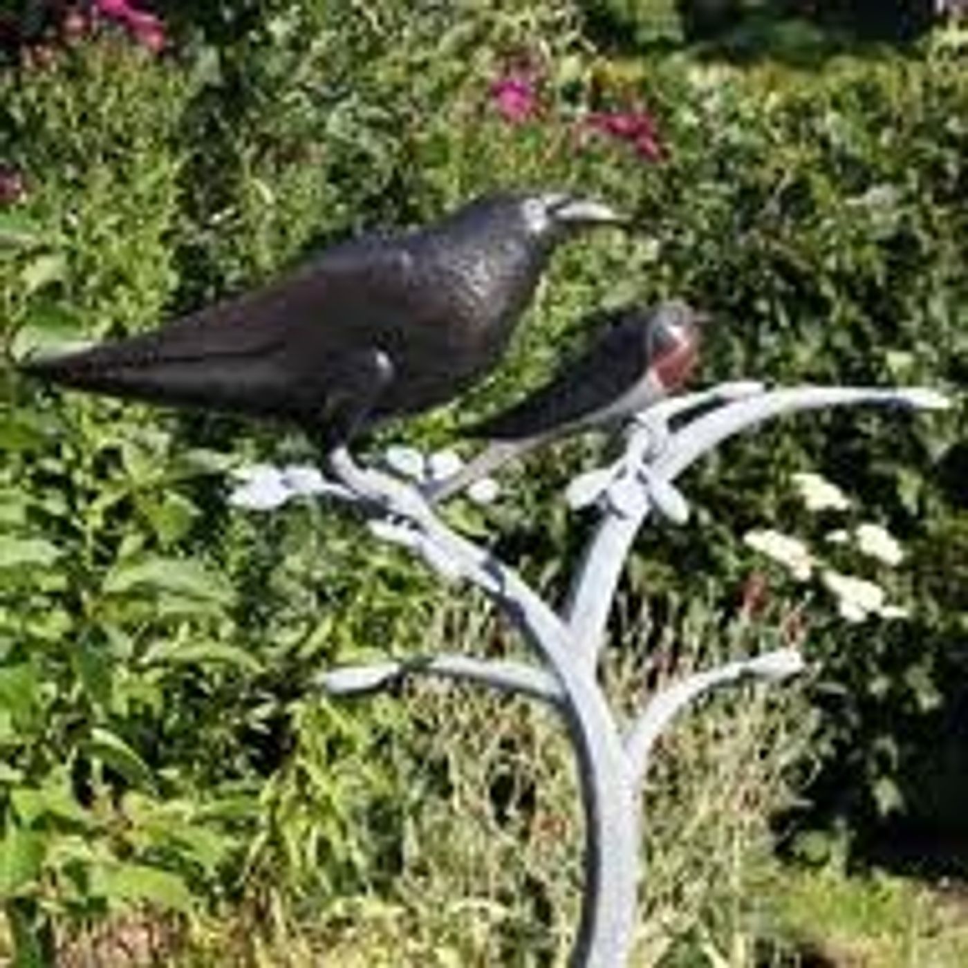 The Swallow and The Crow