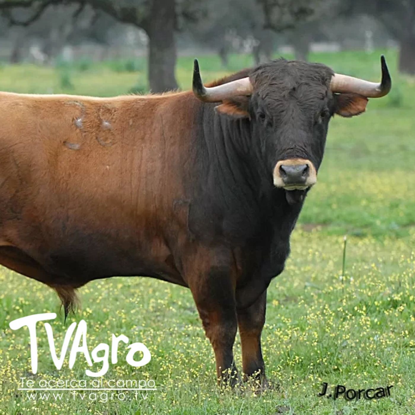 TV AGRO