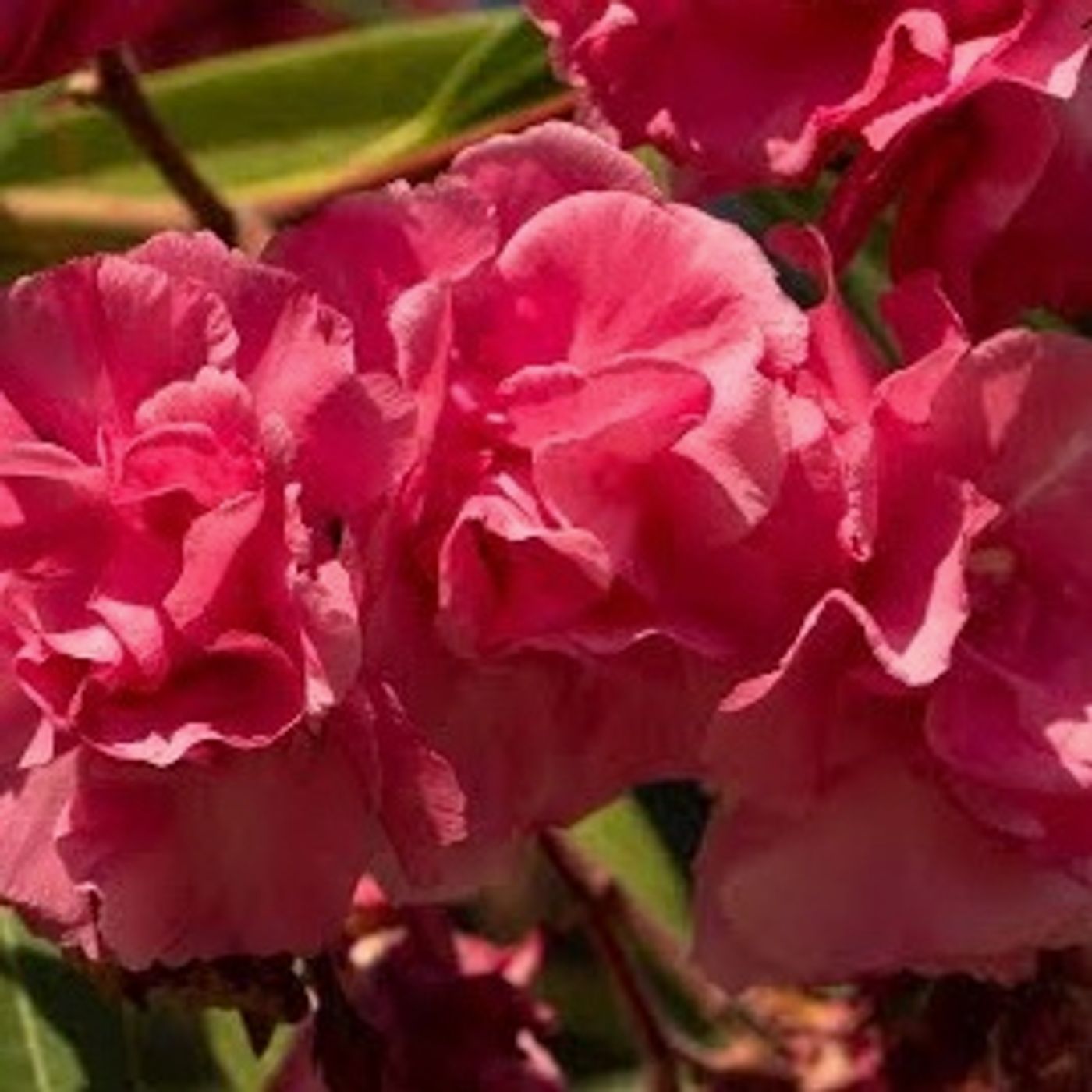 Radyo Tiyatrosu Dinle