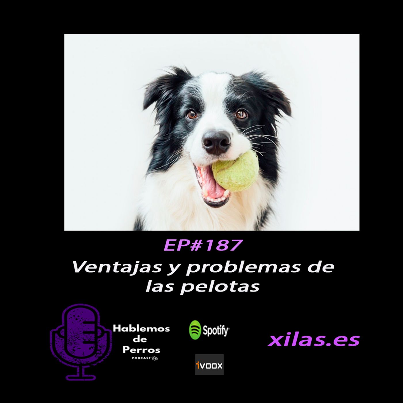 Hablemos de perros