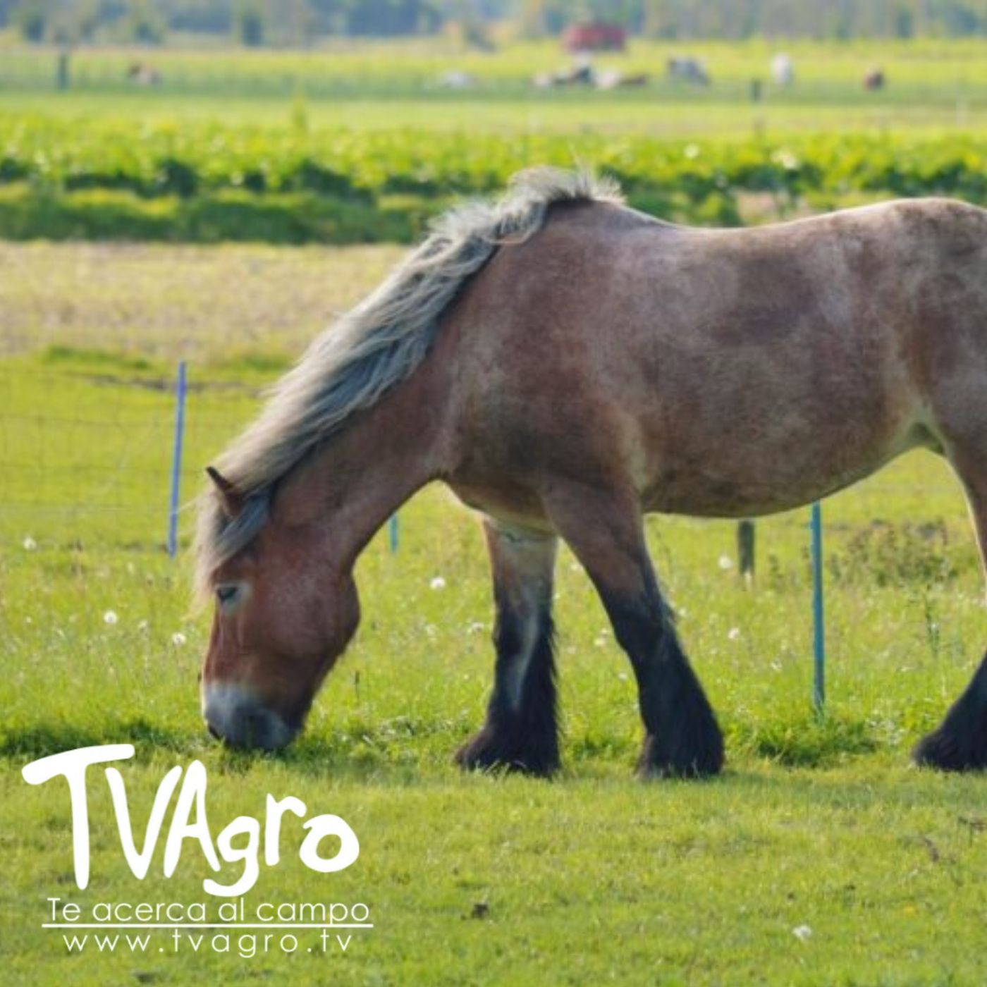 TV AGRO