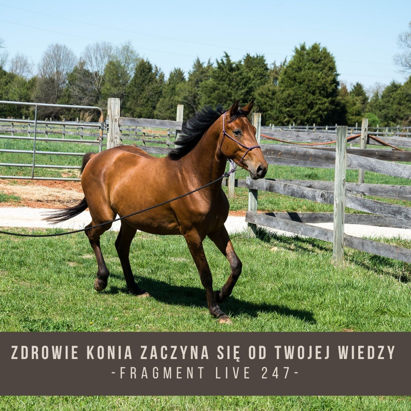 Zdrowie konia zaczyna się od Twojej wiedzy - fragment live 247