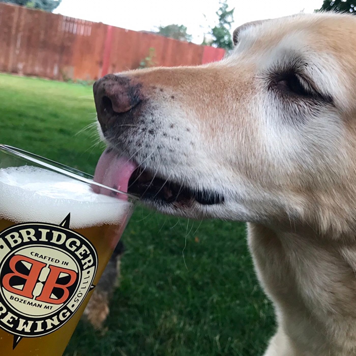 Craft Beer Storm