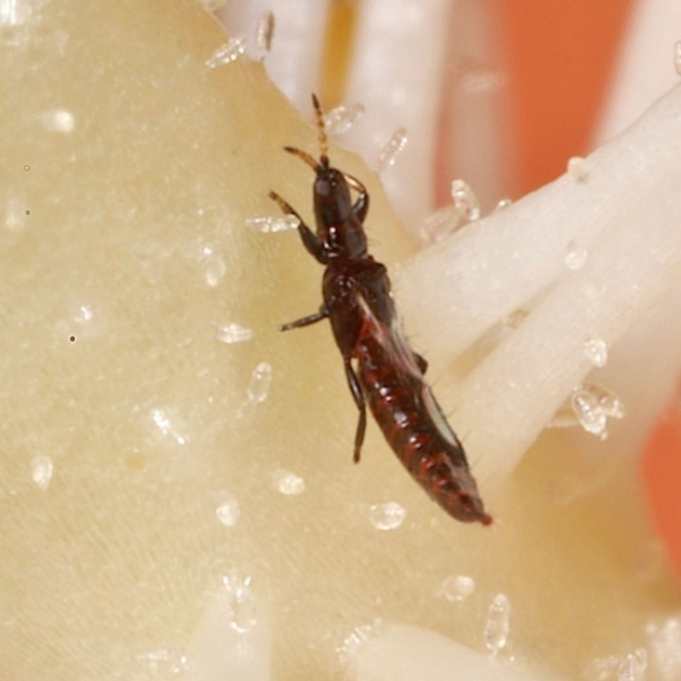 Episode 210 - Pest Diagnosis!
