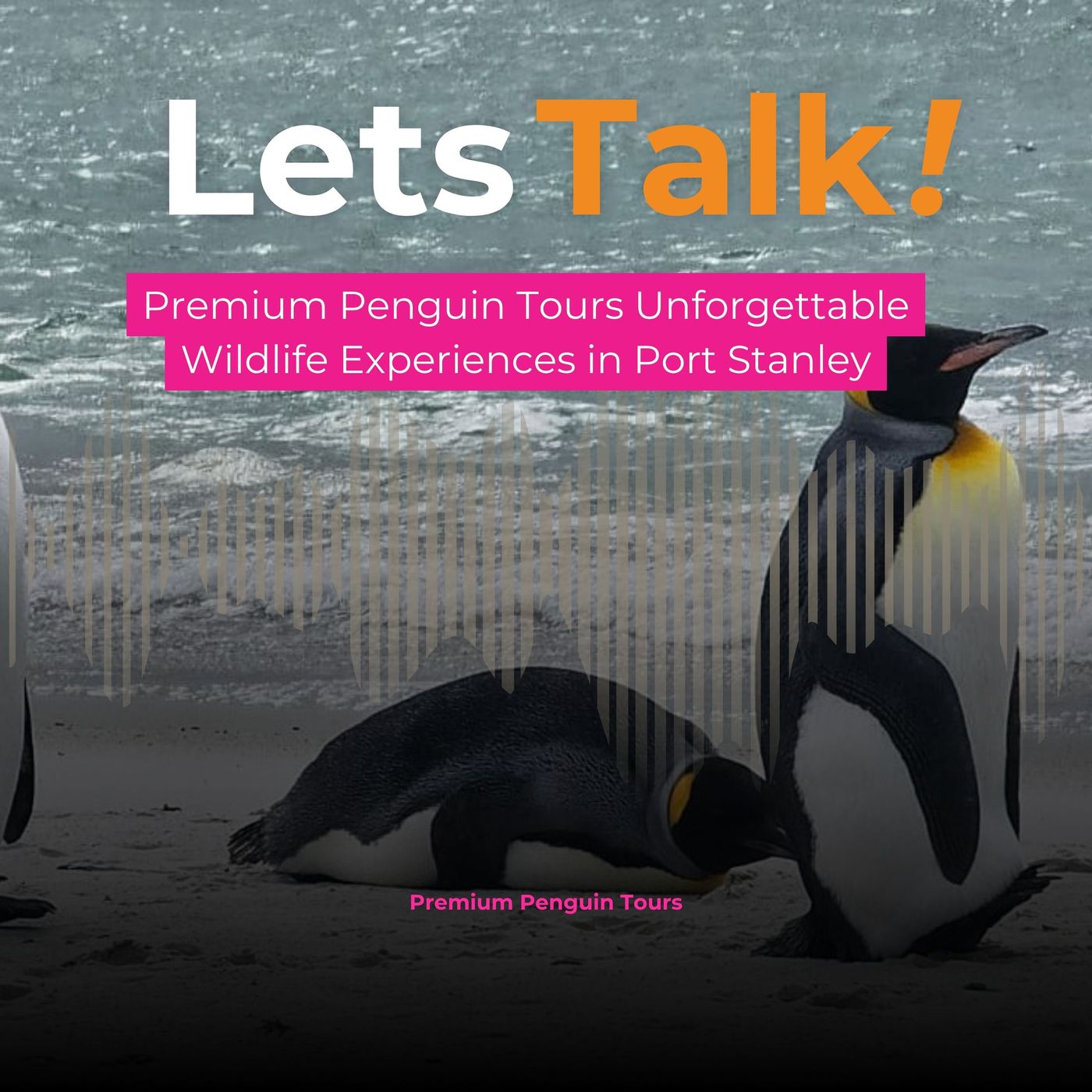 Premium Penguin Tours_ Unforgettable Wildlife Experiences in Port Stanley episode artwork