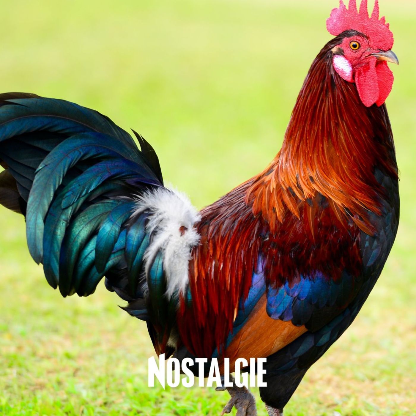 Trop de cocoricos ? Le chant du coq Ricco débarque au tribunal episode artwork