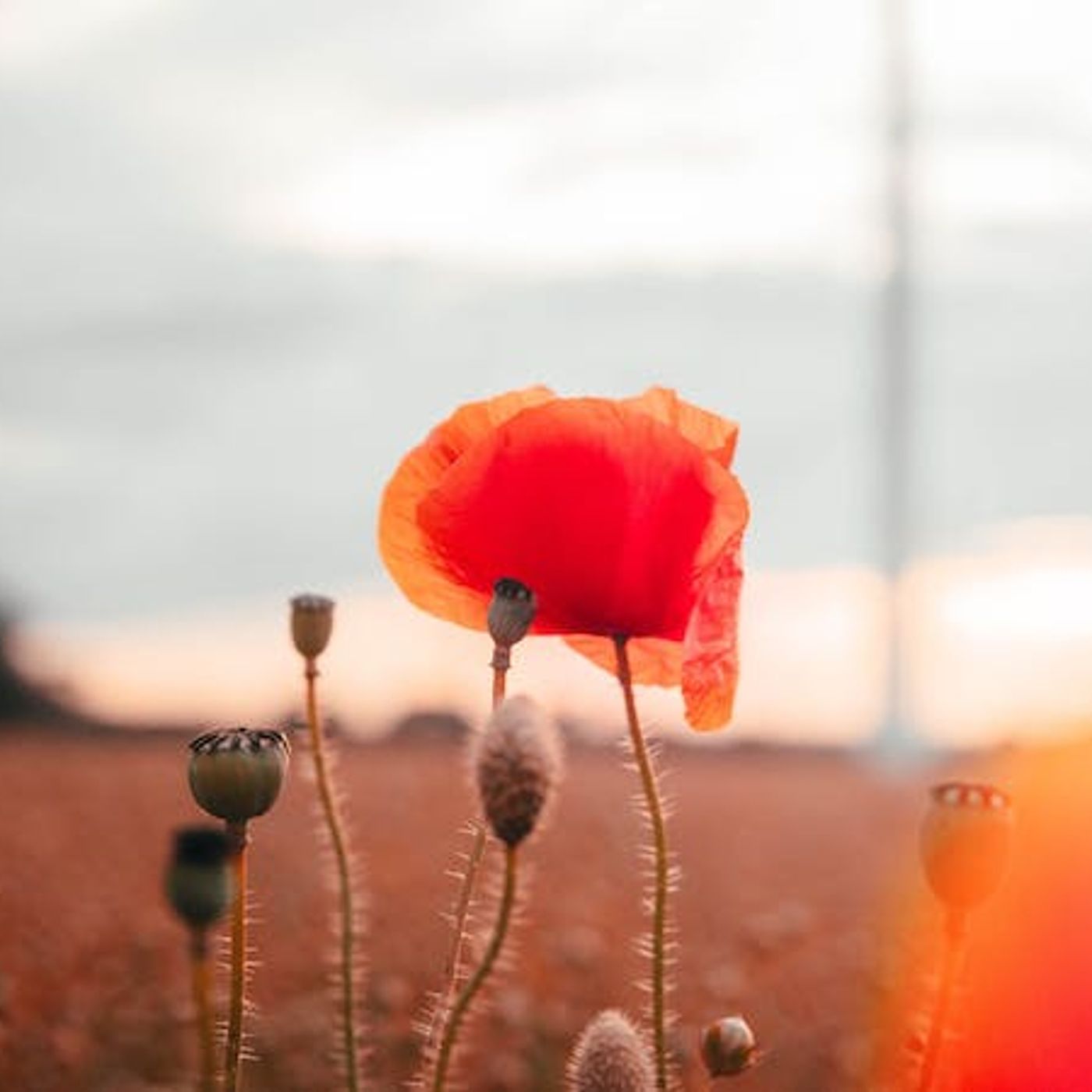 The Root of Beautiful Patience