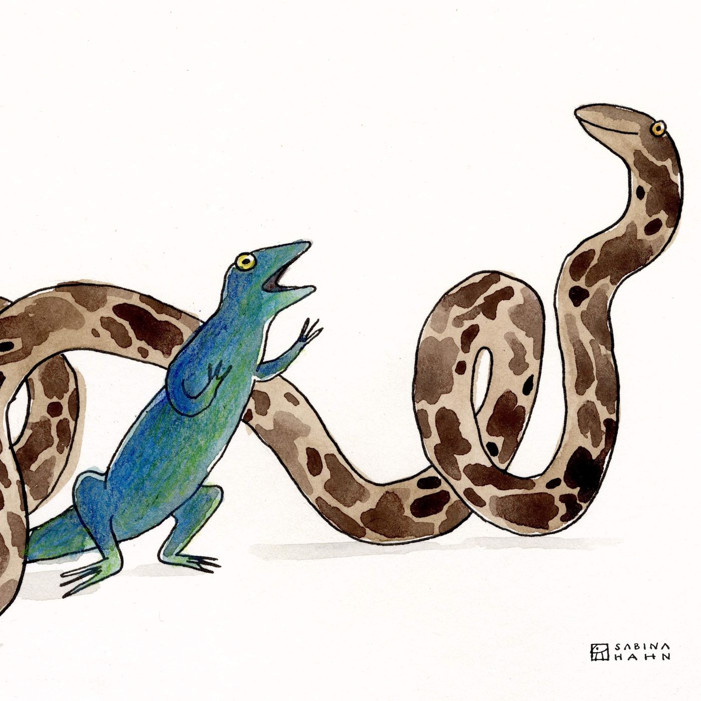 Python’s Drum