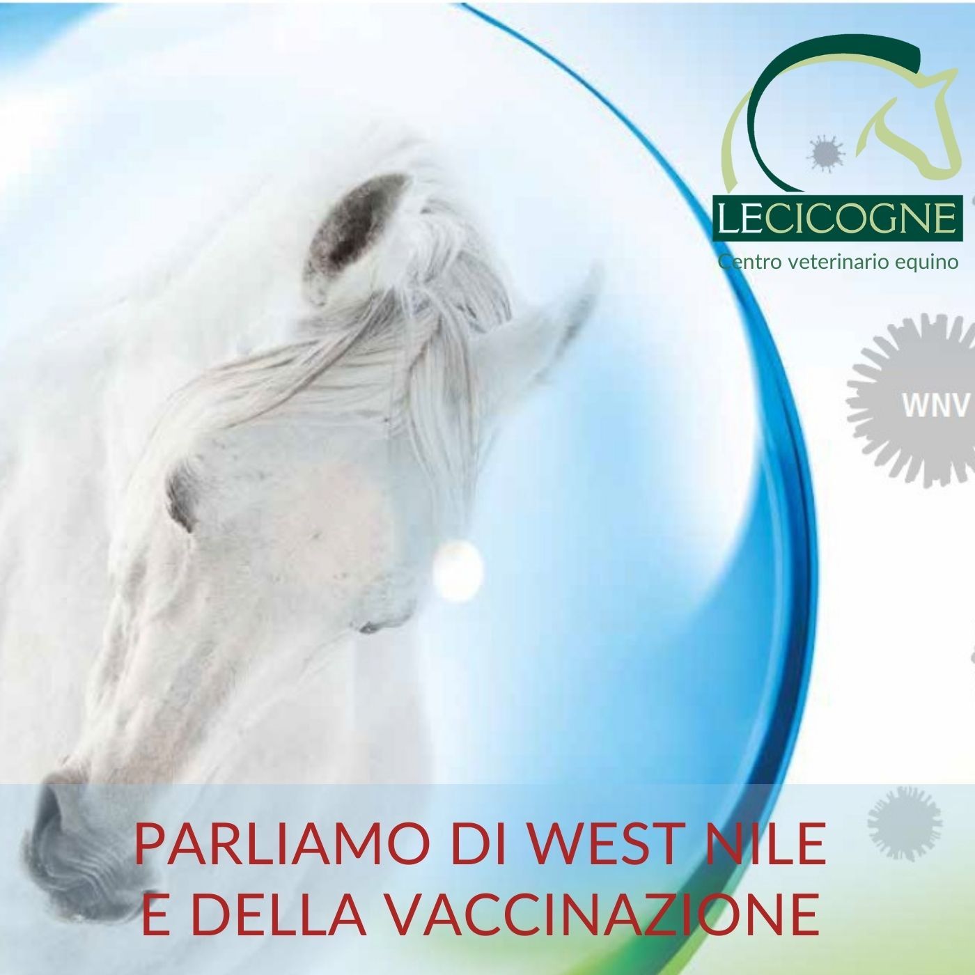 I cavalli: parliamo di salute e benessere