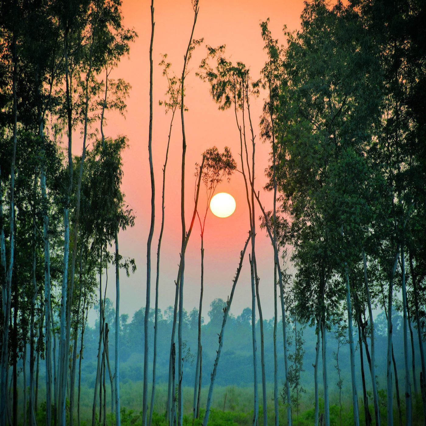 Windy Eucalyptus Forest - 10 Hours Sleep Sound episode artwork