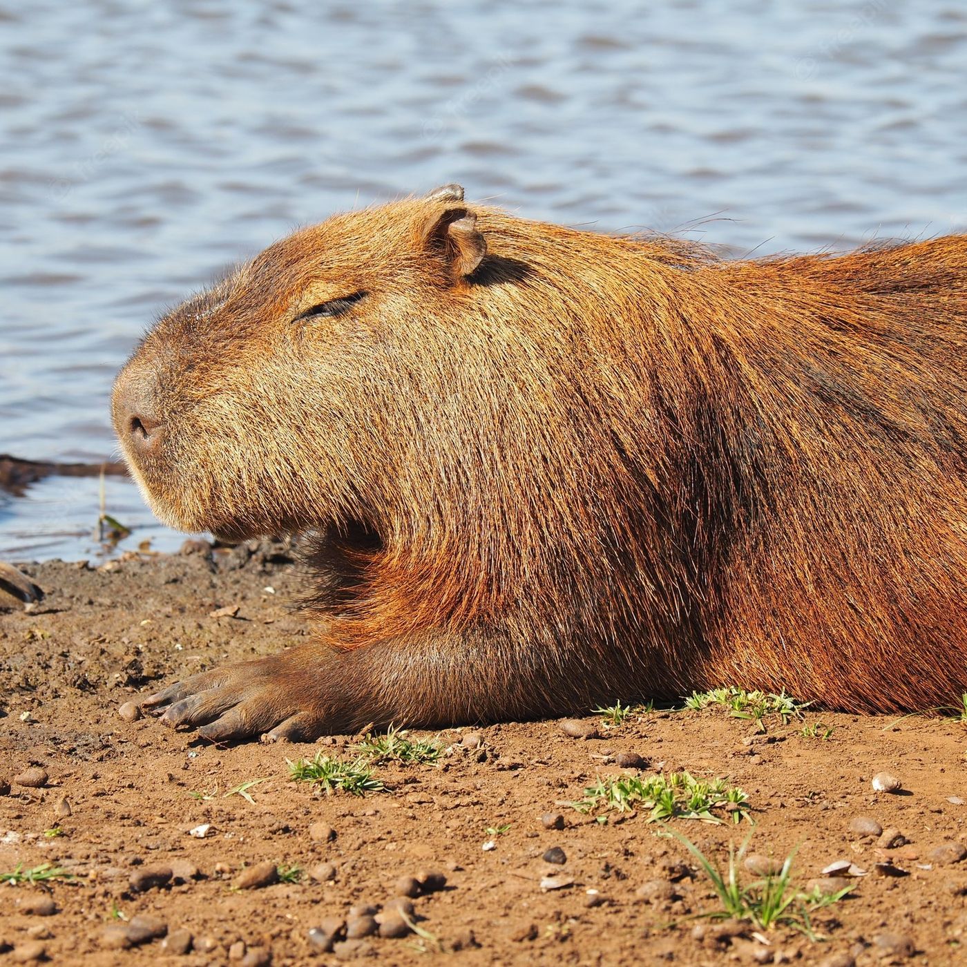 Weekend podcasten af Sophus Banke