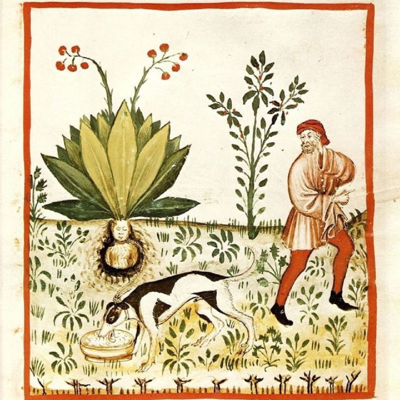 Criptobotánica, La mandrágora episode artwork