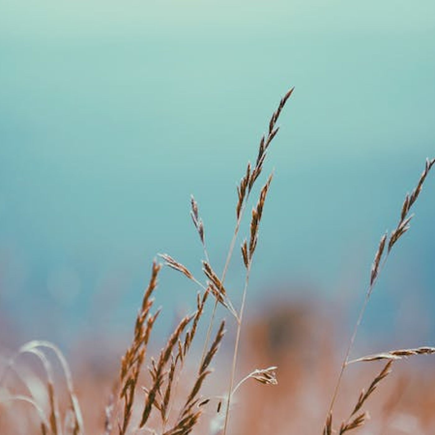 How to Argue Like a Calvinist