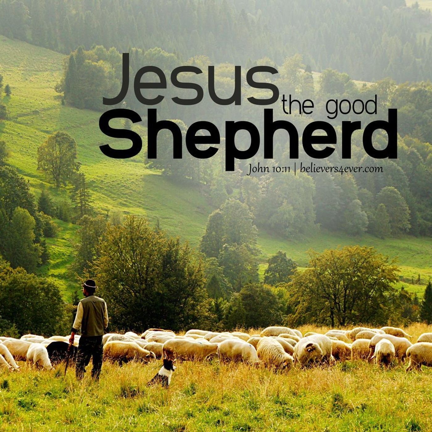 Christ the Shepherd leads us to His flock April 12, 2019 episode artwork