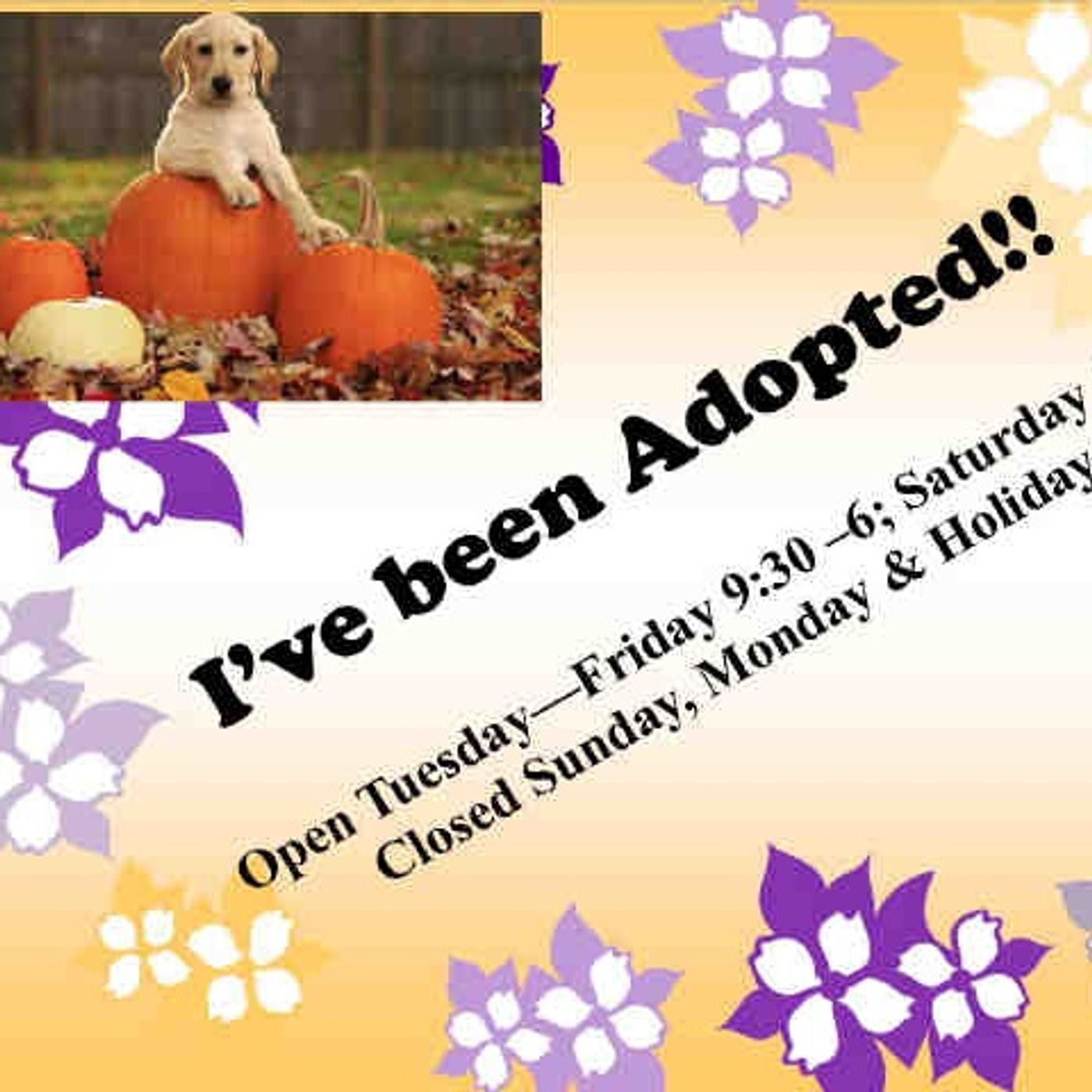 Animal Shelter Solutions - Show 6 - Shelter Management Communications episode artwork