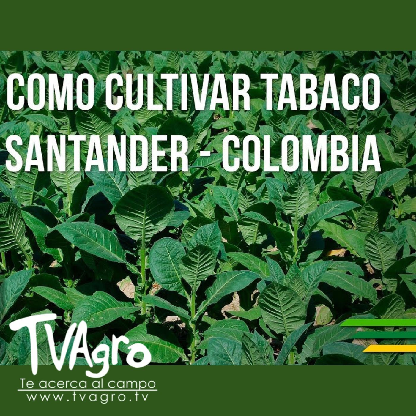 TV AGRO
