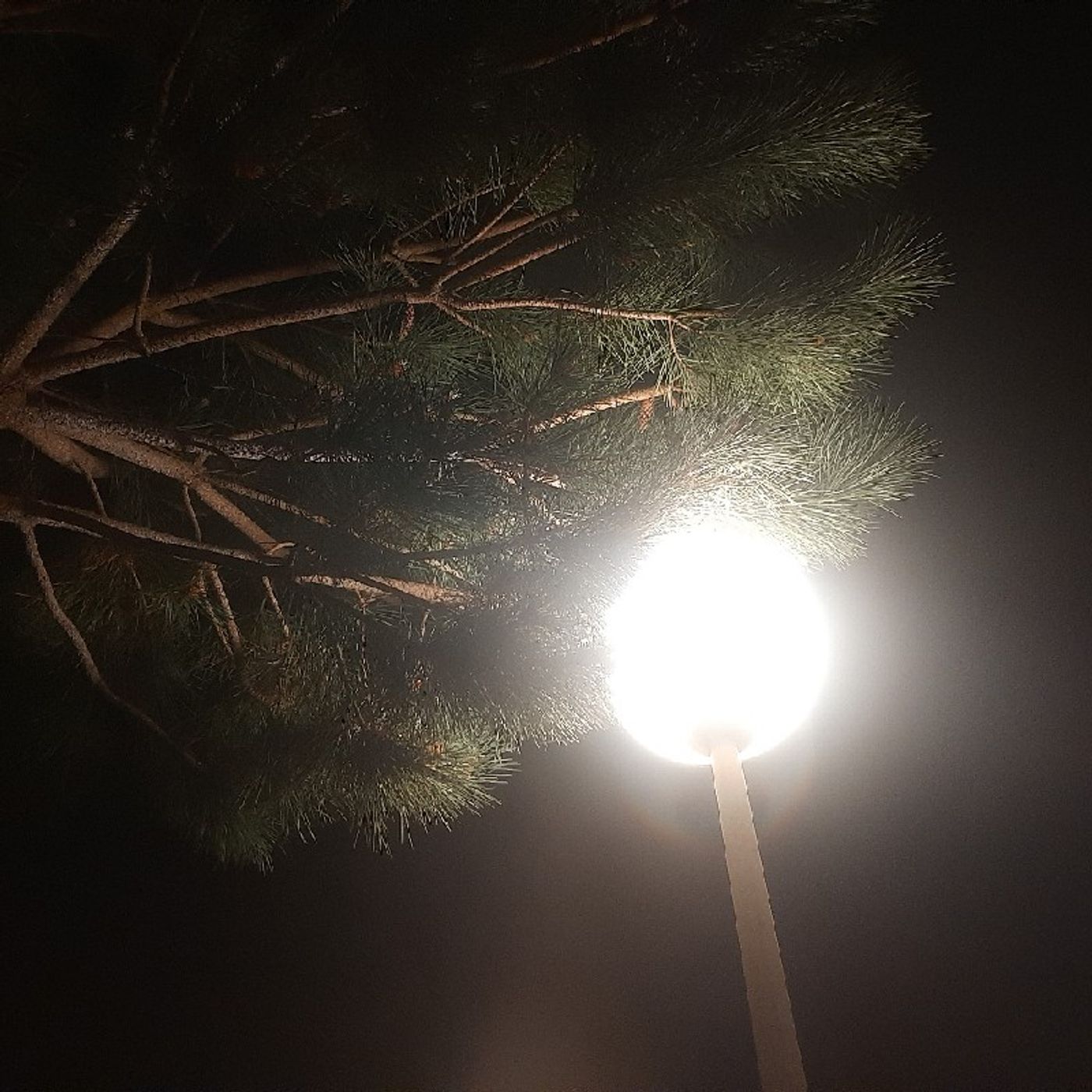 Spring Night Soundscape, Silver Coast, Portugal