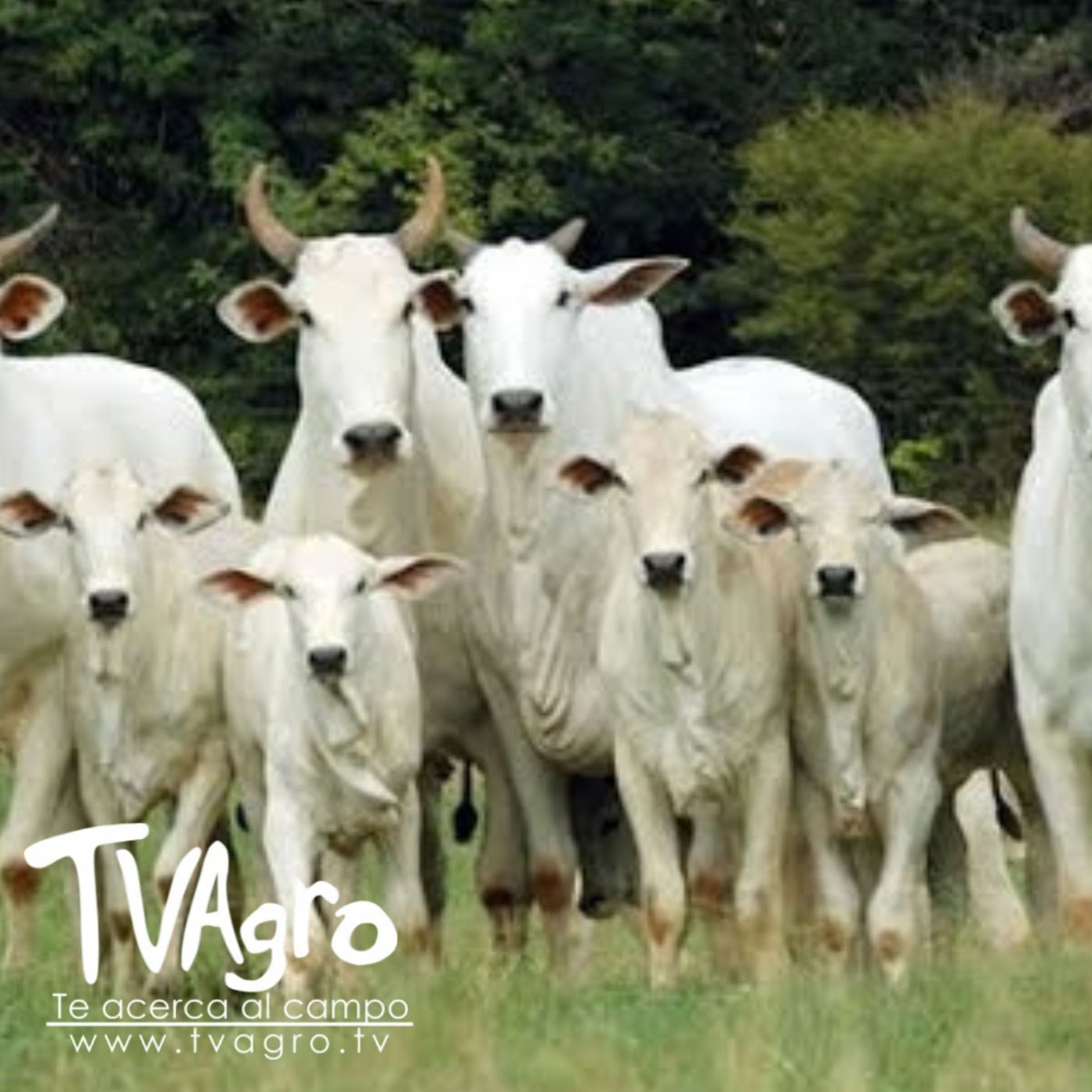 TV AGRO
