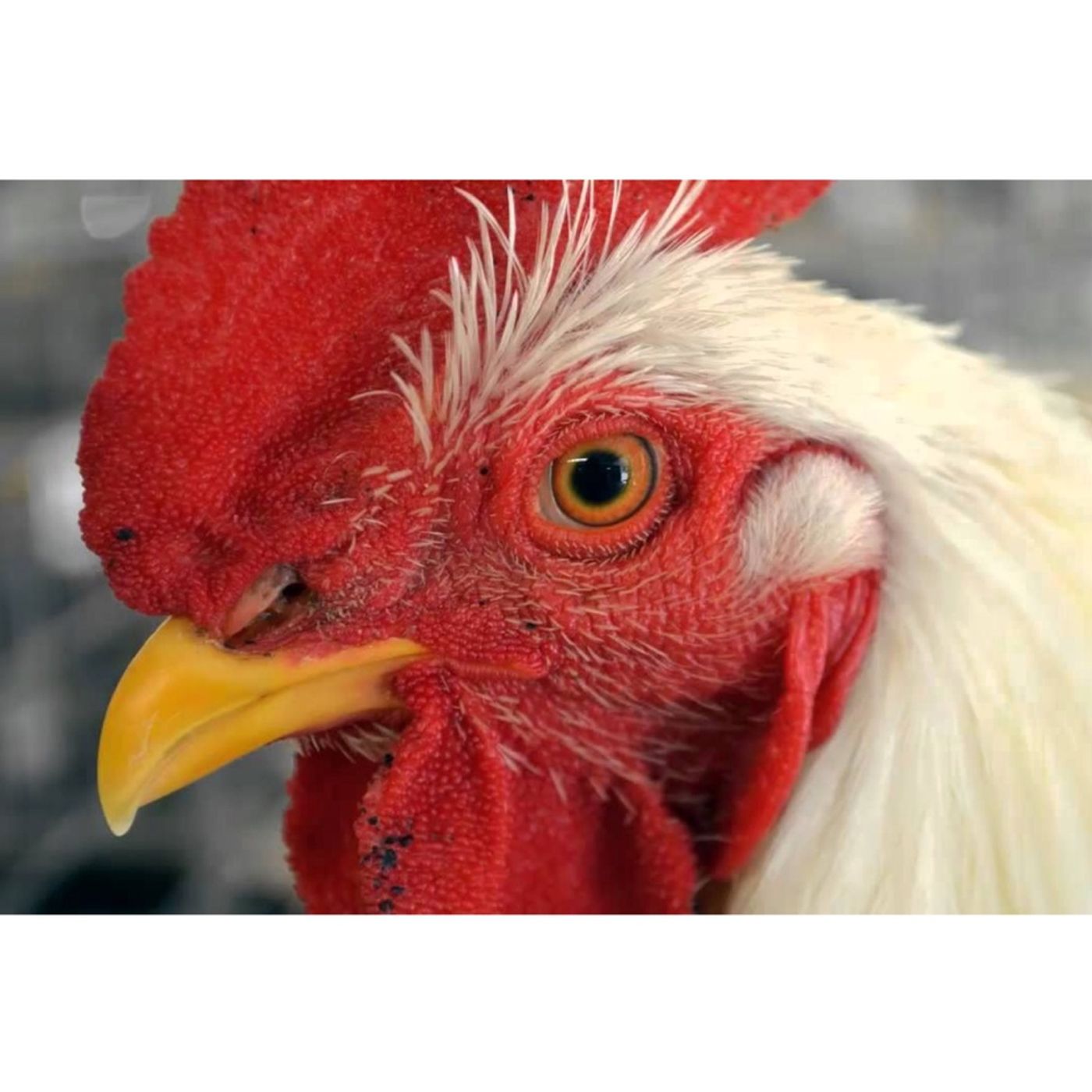 Tiemblan los grandes. Y un Gallo 🐔