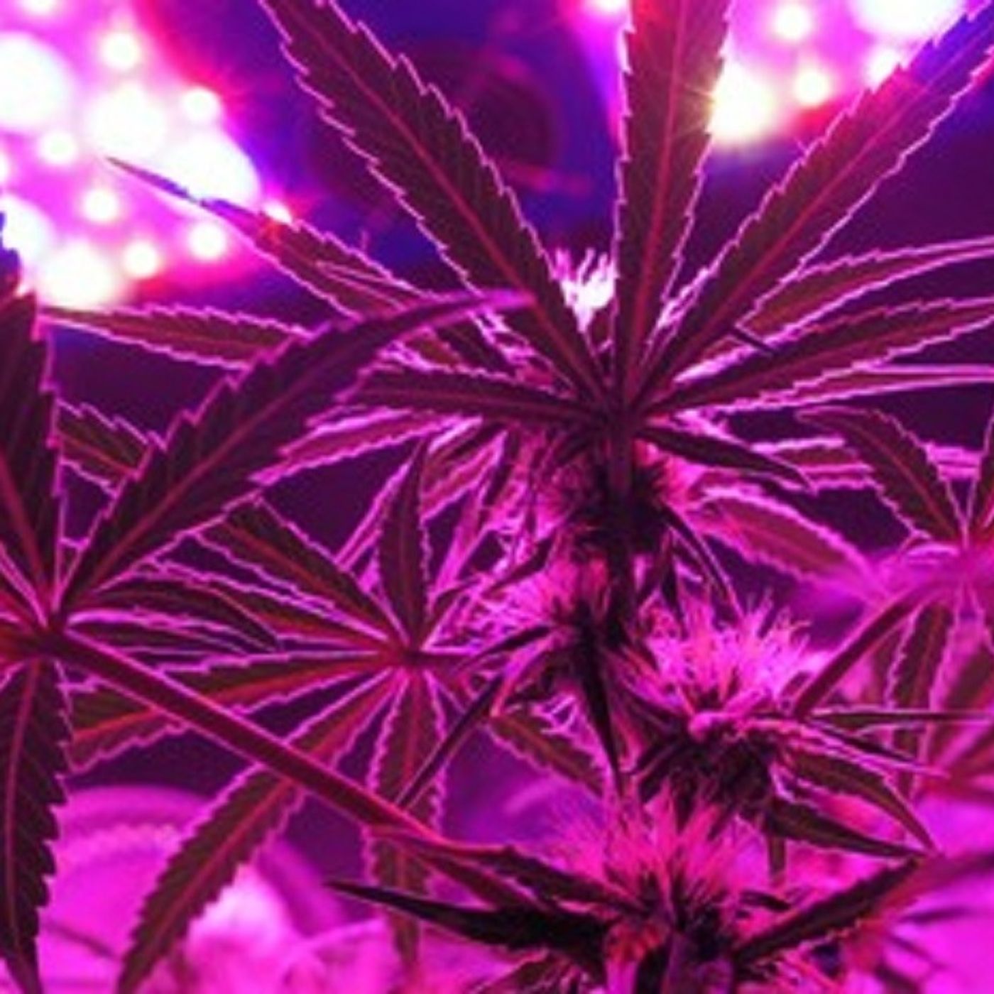 DopeNote$Radio cover art