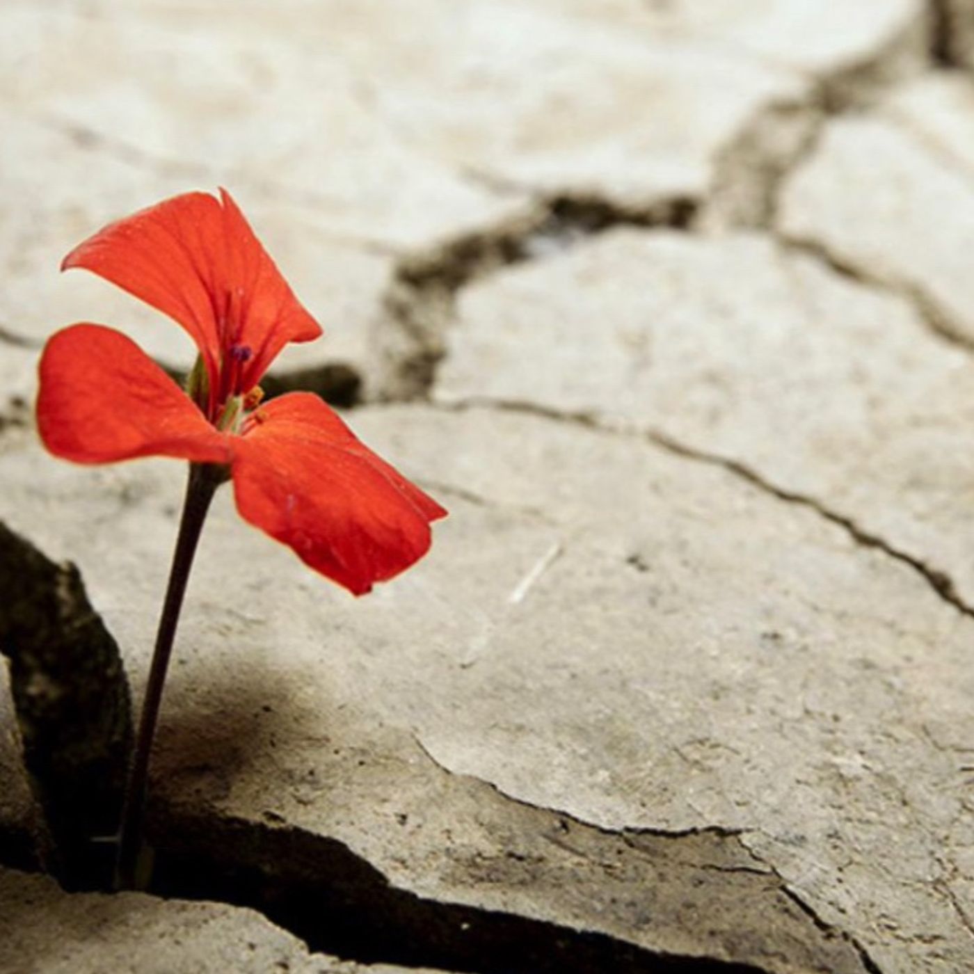 Legionarivs Mindset-USQUE AD FINEM