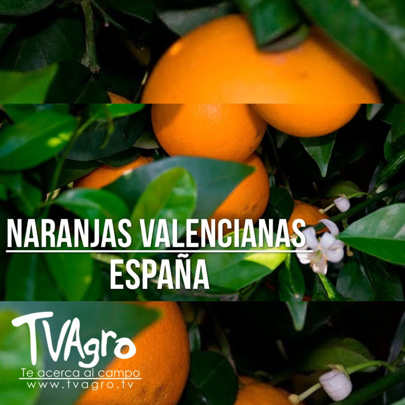 TV AGRO