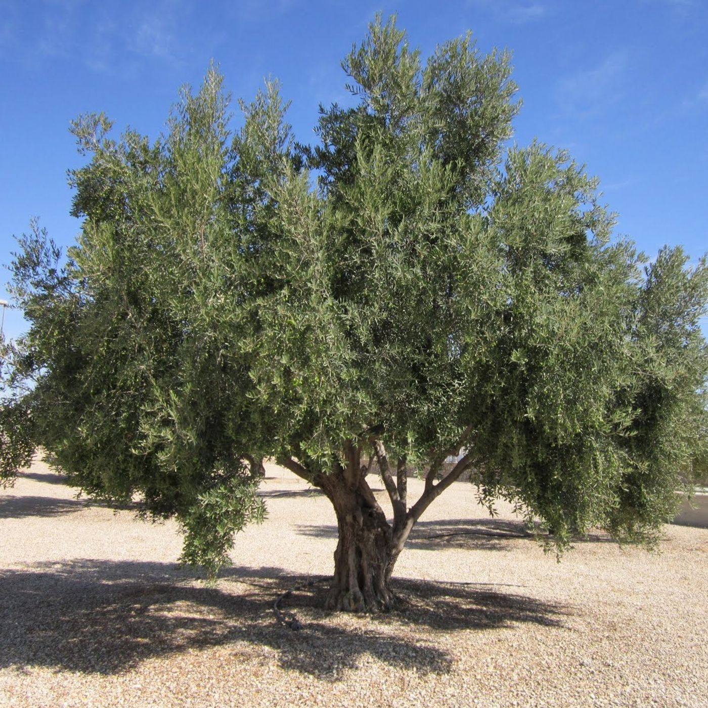 El Olivo es el árbol emblemático del Municipio Gómez, conoce más... (+Audio)