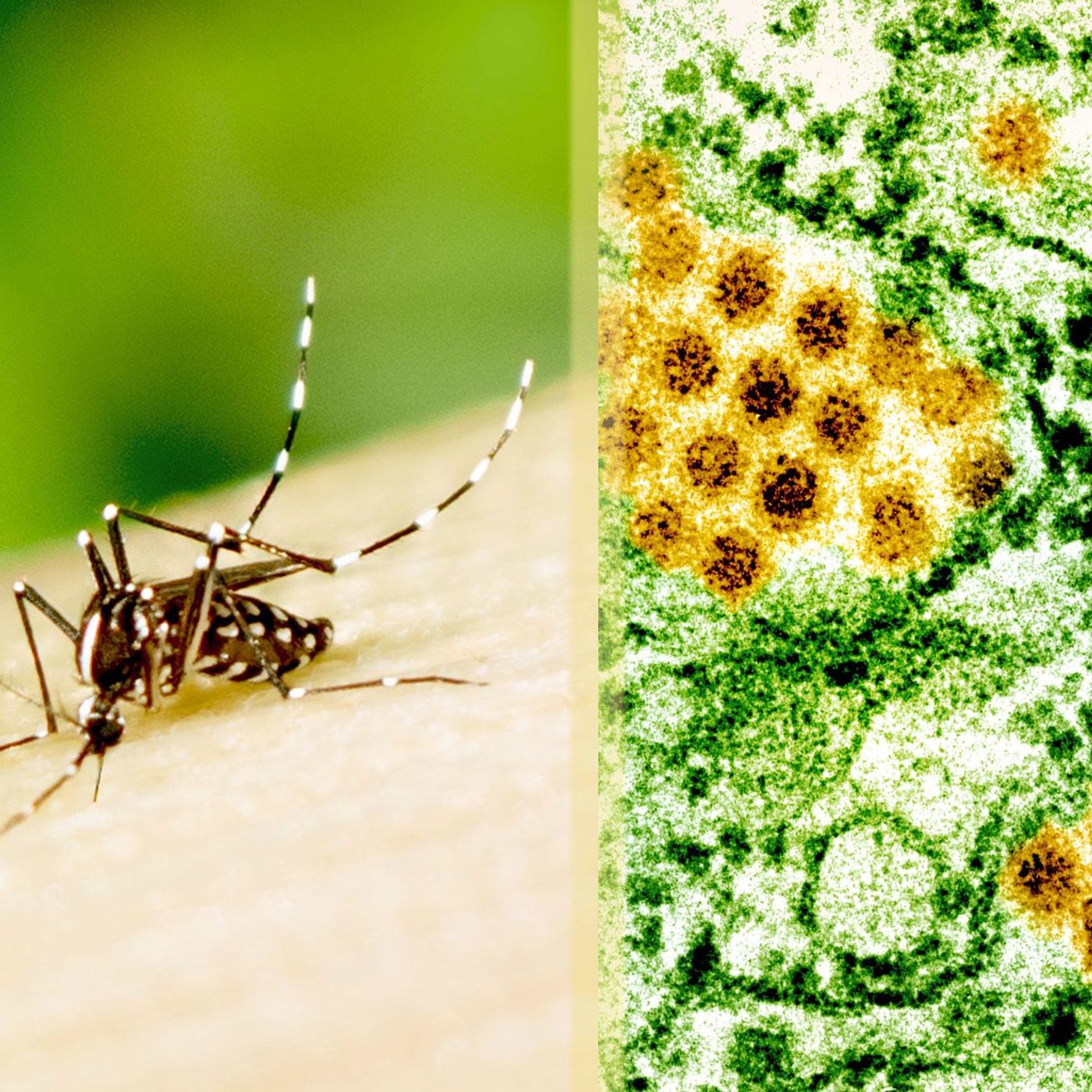OMS nas Américas atribui aumento de casos de dengue a mudanças ambientais episode artwork