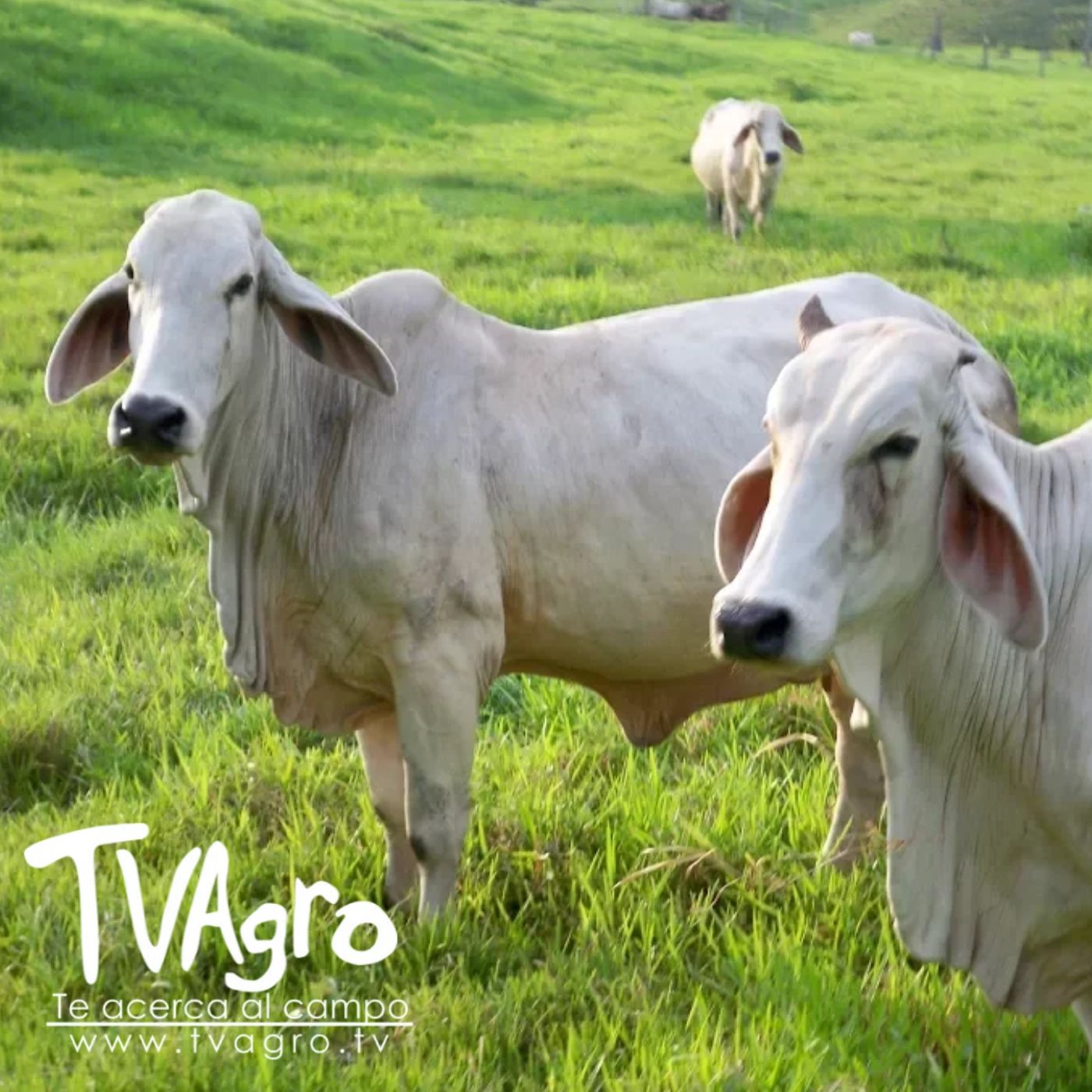 TV AGRO