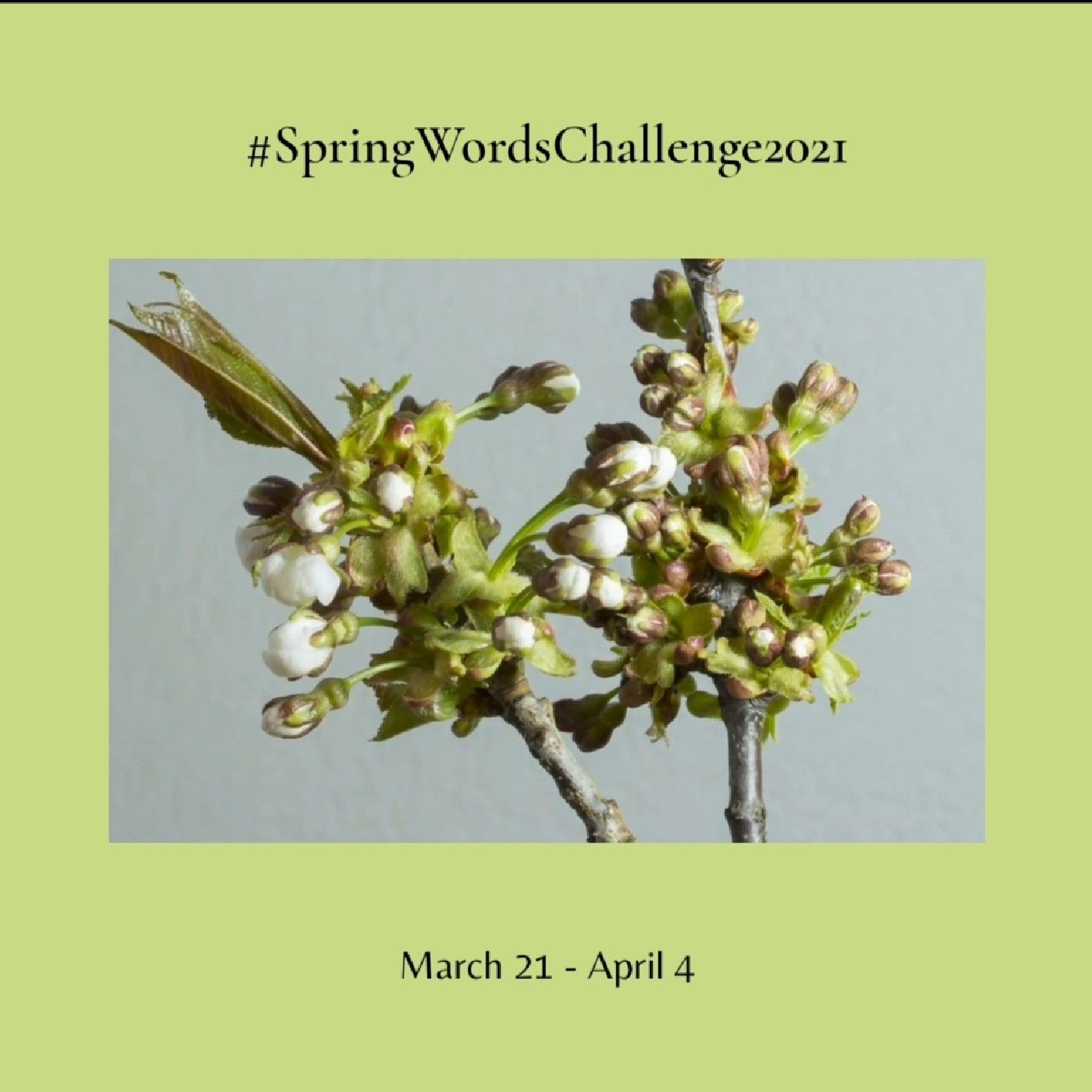 Spring WORDS - PAROLE di Primavera cover art