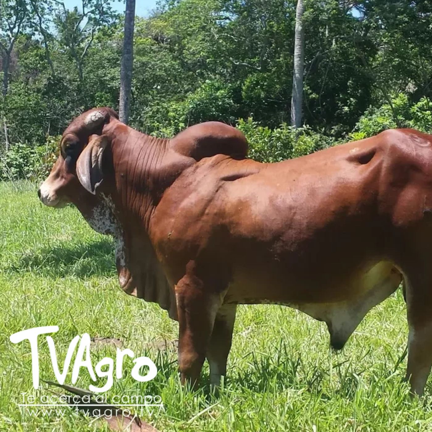 TV AGRO