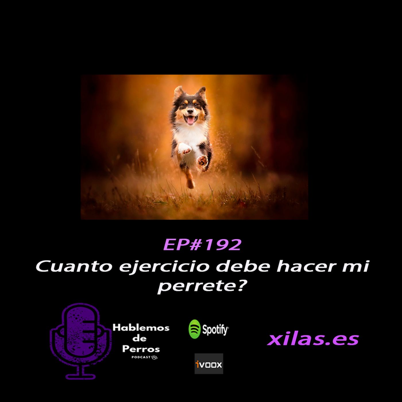 Hablemos de perros