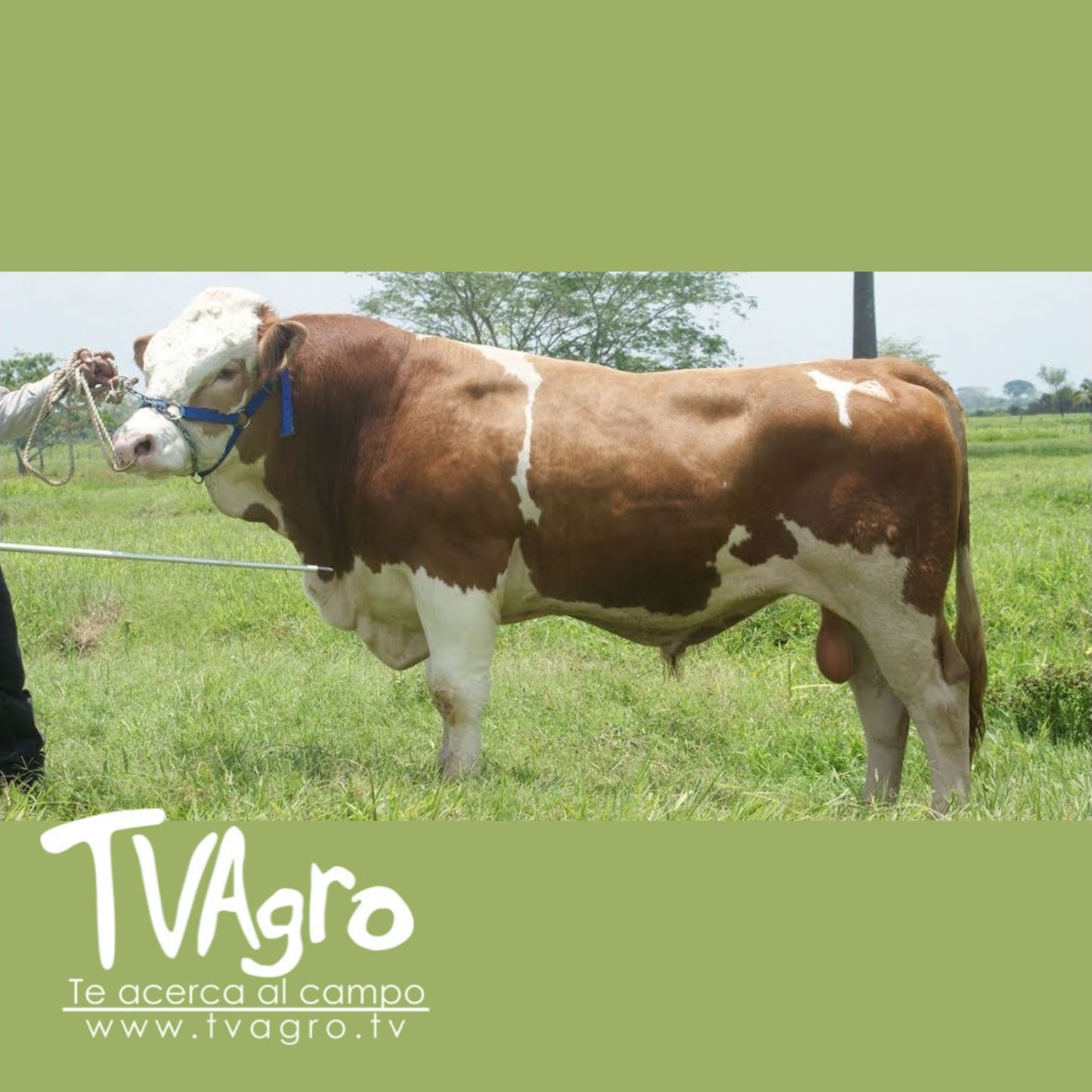 TV AGRO