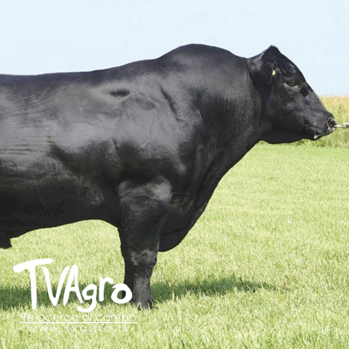 TV AGRO