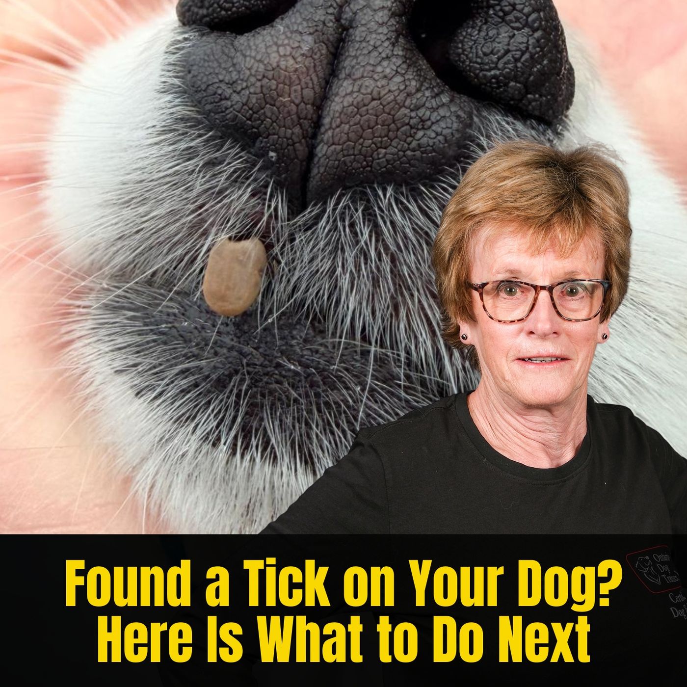 Found a Tick on Your Dog? Here Is What to Do Next