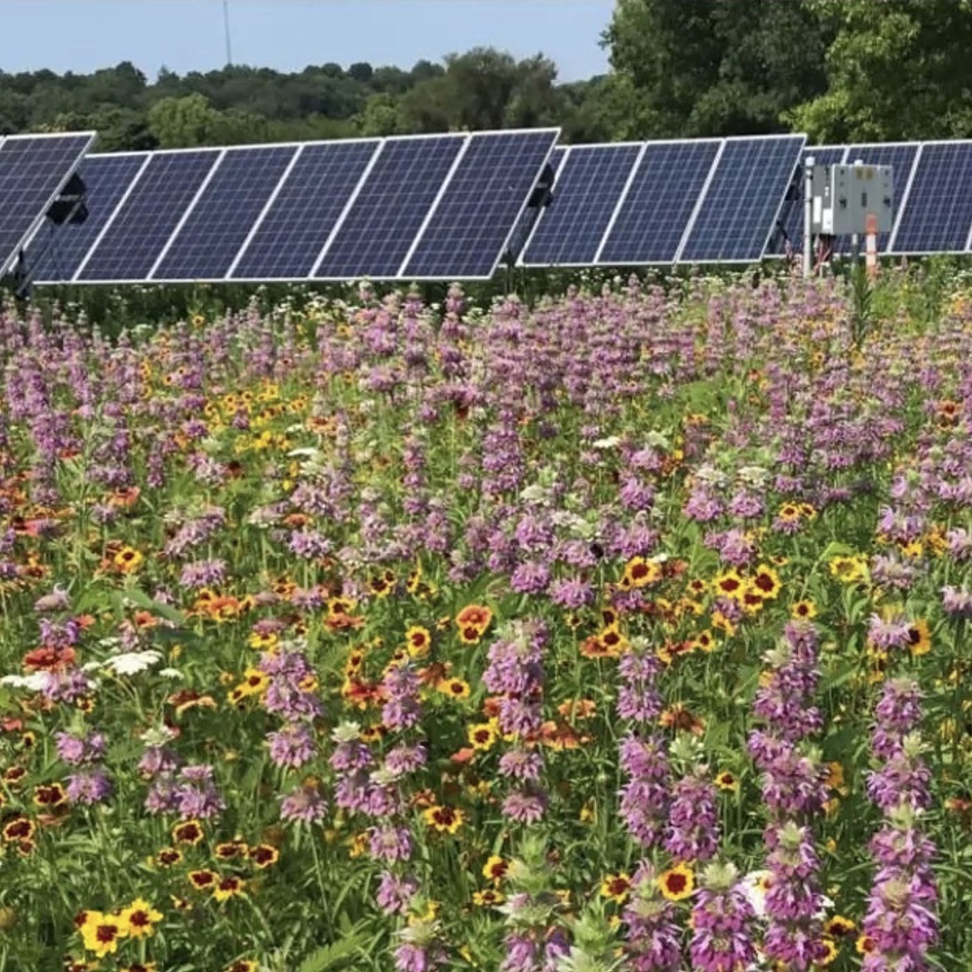 Yorkville eyes stricter solar farm decommissioning plans so city doesn’t foot the costs episode artwork